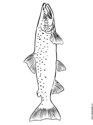 Раскраска рыба Форель