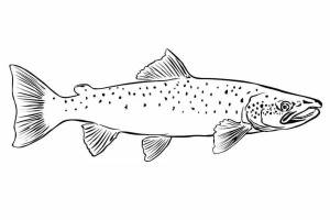 Раскраски рыба форель