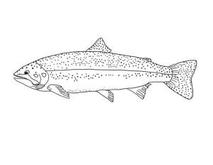 Раскраски рыба лосось