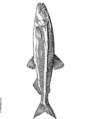 Раскраска рыба Форель