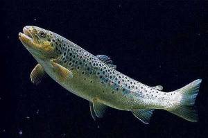 Красная рыба