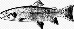 Рисунок Радуги, Штриховые Рисунки, Радужная Форель, Силуэт, Лосось, Рыба, Горбуша, Нерка png