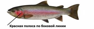 Радужная форель  мики́жа