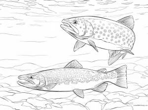 Раскраски Форель