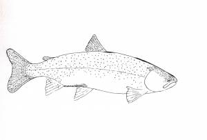 Форель рисунок карандашом