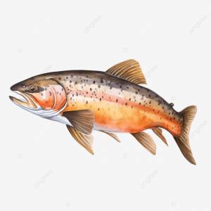форель рыба акварель эскиз штриховая графика PNG , форель, рыбы, акварель PNG рисунок для й загрузки