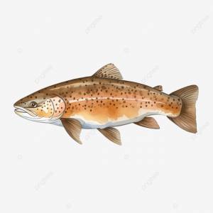 форель рыба акварель эскиз штриховая графика PNG , форель, рыбы, акварель PNG рисунок для й загрузки