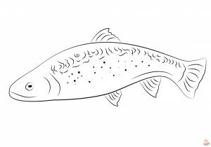 Раскраски с форелью для печати  для детей и взрослых