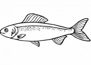 Раскраски рыба лосось
