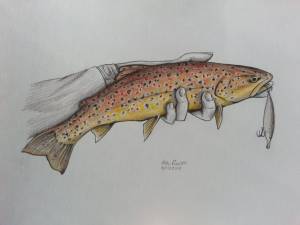 DataLife Engine > Версия для печати > Форель рисунок карандашом