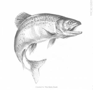 DataLife Engine > Версия для печати > Форель рисунок карандашом