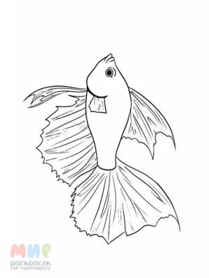 Раскраска Рыба Петушок