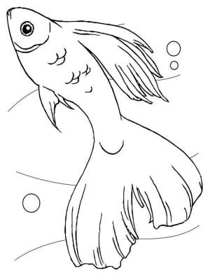 Раскраски Аквариумные рыбки