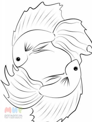 Раскраска Рыба Петушок