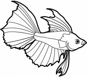 Раскраска рыбка петушок