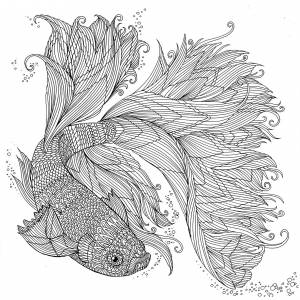 Раскраска рыбка петушок