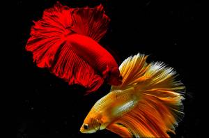 Рыбка-петушок