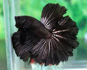 Рыбка петушок