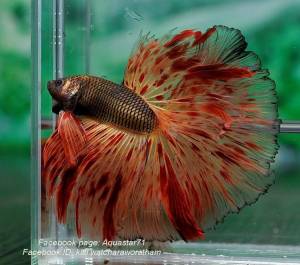 Редкие цвета у петушков betta splendens