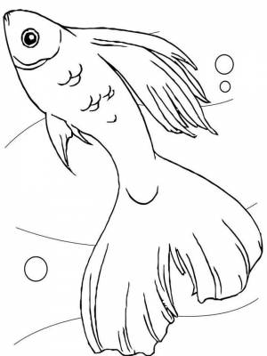 Раскраска Аквариумные рыбки  для мальчиков