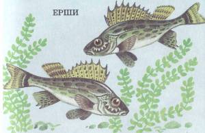 Ерш для детей рисунок