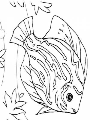 Раскраска Морские рыбы