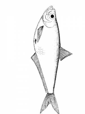 Раскраска Морские рыбы  онлайн