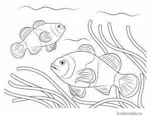 Рыба-клоун» раскраска для детей