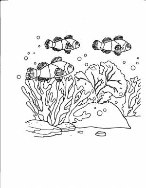 Раскраски Раскраска Рыба клоун Морские животные Морские животные