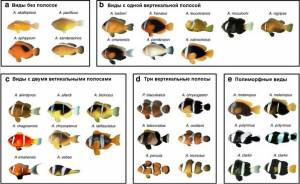 Рыбы-клоуны в актинии