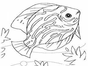 Раскраски Морские рыбы