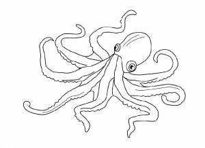 Раскраска Осьминог