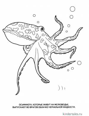 Осьминог» раскраска для детей