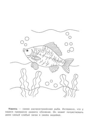 Раскраски Карась