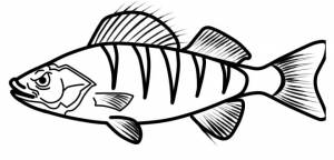 Раскраски окунь раскраска