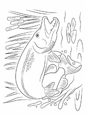 Раскраска Речные рыбы