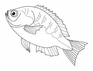 Окунь раскраска для детей