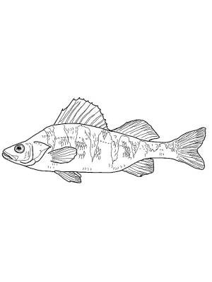 Раскраска Окунь