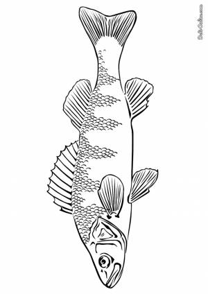 Раскраска окунь