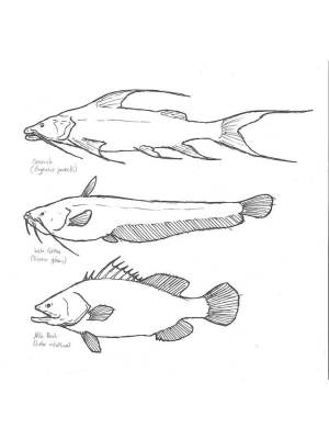Раскраски Речные рыбы