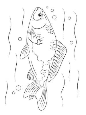 Раскраски Речные рыбы