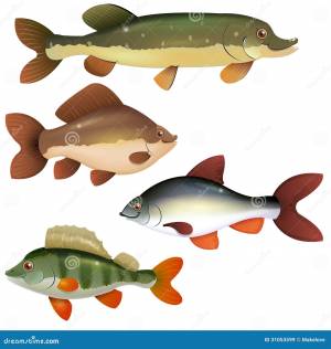 Пресноводные рыбы иллюстрация вектора