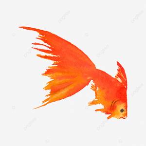 акварель золотые рыбки на белом фоне PNG , животное, аквариум, водные PNG картинки и пнг рисунок для й загрузки