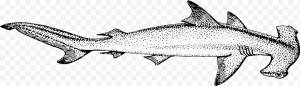 Большая белая акула, Хрящевые рыбы, Акула-молот, Smalleye Hammerhead, Большая акула-молот, Акулы Реквиема, Тигровая акула, Животное png