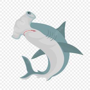 взрослая акула молот PNG , Hammerhead, акула, Биология PNG картинки и пнг рисунок для й загрузки