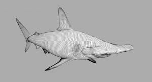 Акула-молот 3D Модель $49