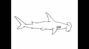 How to Draw a Hammerhead shark