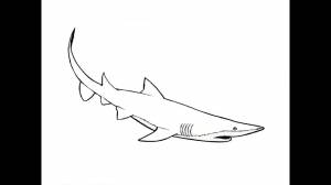 How to Draw a Shark