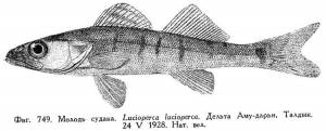 Sander lucioperca