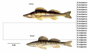 Federal State Budgetary Scientific Institution Caspian Fisheries Research Institute
